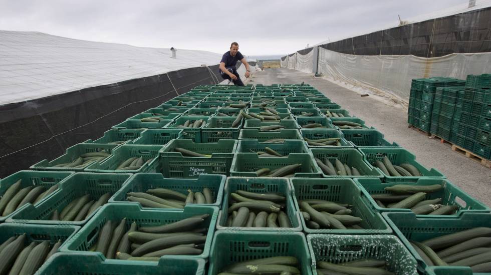 Producción de pepinos entre los invernaderos de El Ejido en 2011, cuando estalló la crisis en Alemania.